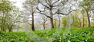 Panoramic view of the mistery foggy forest in springtime.