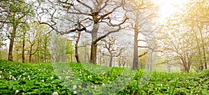 Panoramic view of the mistery foggy forest in springtime.