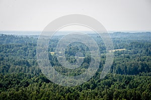 Panoramic view of misty forest. far horizon