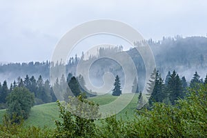 Panoramic view of misty forest in mountain area