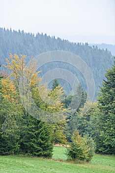 Panoramic view of misty forest in mountain area