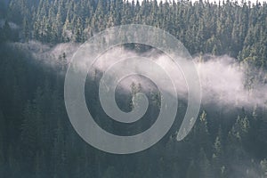 Panoramic view of misty forest in mountain area - vintage effect