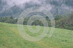 Panoramic view of misty forest in mountain area - vintage effect