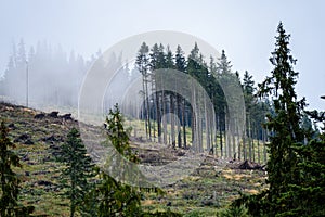 Panoramic view of misty forest