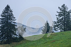 Panoramic view of misty forest in mountain area