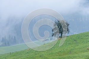 Panoramic view of misty forest in mountain area