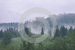 Panoramic view of misty forest in mountain area - vintage effect
