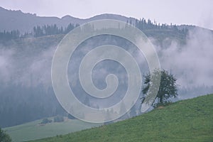 Panoramic view of misty forest in mountain area - vintage effect