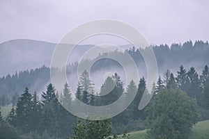 Panoramic view of misty forest in mountain area - vintage effect