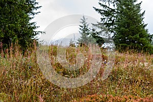 Panoramic view of misty forest