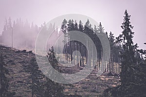 Panoramic view of misty forest - vintage retro effect