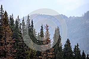 panoramic view of misty forest in western carpathian mountains.