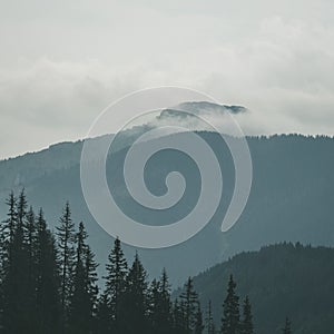 Panoramic view of misty forest in western carpathian mountains.