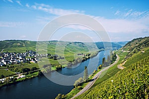 Vineyards of the Moselle Valley in Germany