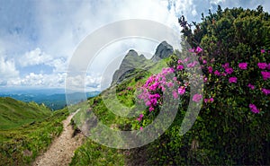 Panoramic view of Mount Ciucas on summer with wild rhododendron