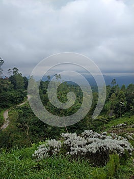 Panoramic view of mountain, green trees, edelweis and thick cloud of Karang Asem Bali, Indonesia.