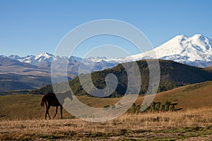 Panoramic view of a mountain pasture with a lone horse in the morning against a snow-capped mountain in the distance.