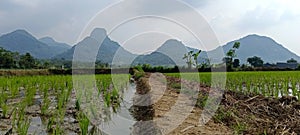 Panoramic view of mountain scenery and paddys field