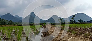 Panoramic view of mountain scenery and paddys field photo