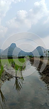 Panoramic view of mountain scenery and paddys field photo