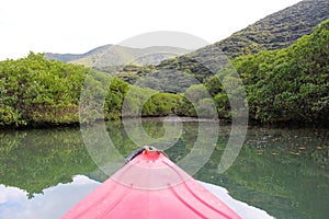 Kayaking the calm water of the mangrove forest river in Amami Oshima Island photo