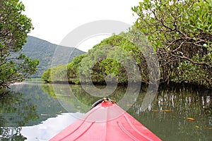 Kayaking the calm water of the mangrove forest river in Amami Oshima Island photo