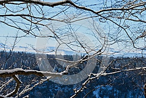 Panoramic view of the mountains. In the foreground are branches of snow-covered trees, against the background is a clear blue sky.