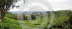 Panoramic view in Munnar in western Ghats, Kerala photo