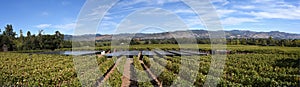 Panoramic view of Napa Valley from a vineyard using solar panels to power the winery.