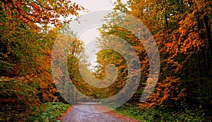 Panoramic view of a narrow paved road winding through an amazing colorful dense forest in the autumn