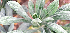 Panoramic view Nero Di Toscana Kale plant at organic backyard garden in Dallas, Texas, USA