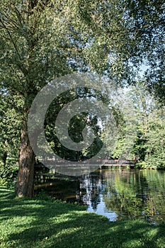 Panoramic view with odl tree and lake