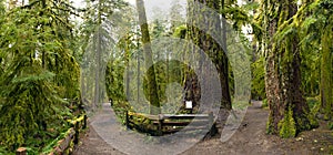 Panoramic view of old growth forest in Cathedral Grove park, Vancouver Island