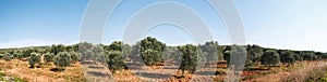 Panoramic view of Olive Farm