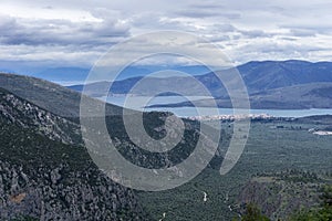 Panoramic view of the olive groves in Phocis - Greece