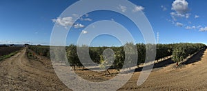 Panoramic view of olive trees cultivation