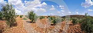 Panoramic view of olive trees in the field