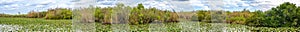 Panoramic view of the open wetland of the Florida Everglades swamp Anhinga Trail