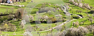 Panoramic view of an orchard with blooming cherry trees with white flower blossom