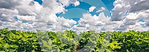 Panoramic view of organic soybean crop growing in the field