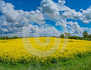 Panoramic view over beautiful farm landscape with rapeseed yellow field at blossom and wind turbines to produce green energy in