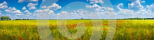 Panoramic view over beautiful green and yellow farm landscape and meadow field with red poppy flowers, Germany