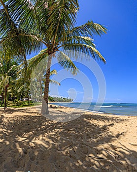 Panoramic view over the endless and deserted beach of Praia do Forte in the Brazilian province of Bahia during the day