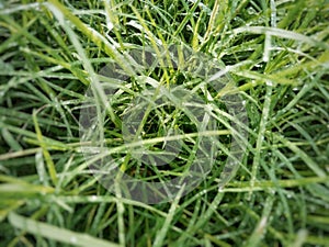 Panoramic view of overgrown green grass Isolated on white background with water droplets