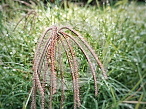 Panoramic view of overgrown green grass Isolated on white background with water droplets