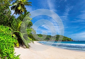 Panoramic view of paradise beach in tropical island. Coconut palms on sunny beach and turquoise sea.