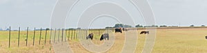 Panoramic view pasture raised cows grazing grass on ranch with wire fence in Waxahachie, Texas, USA