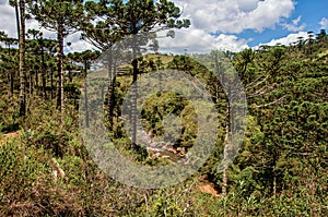 Panoramic view of a pine forest, stream and hills in Horto Florestal. photo