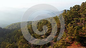 Panoramic view of pine forest in Troodos Mountains, Cyprus