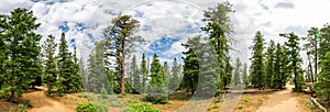 Panoramic view of pine tree forest at Bryce Canyon